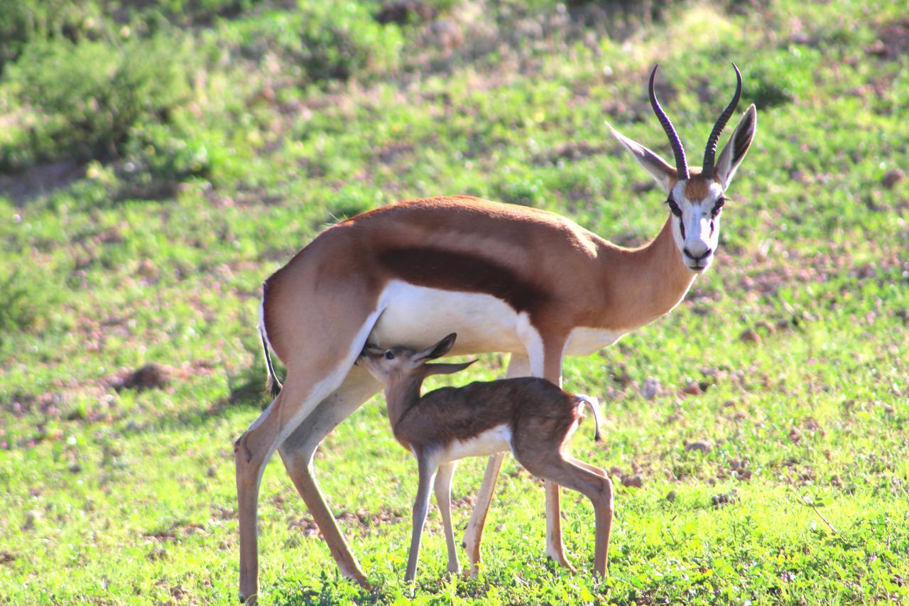 Kgalagadi Lodge Askham Kültér fotó