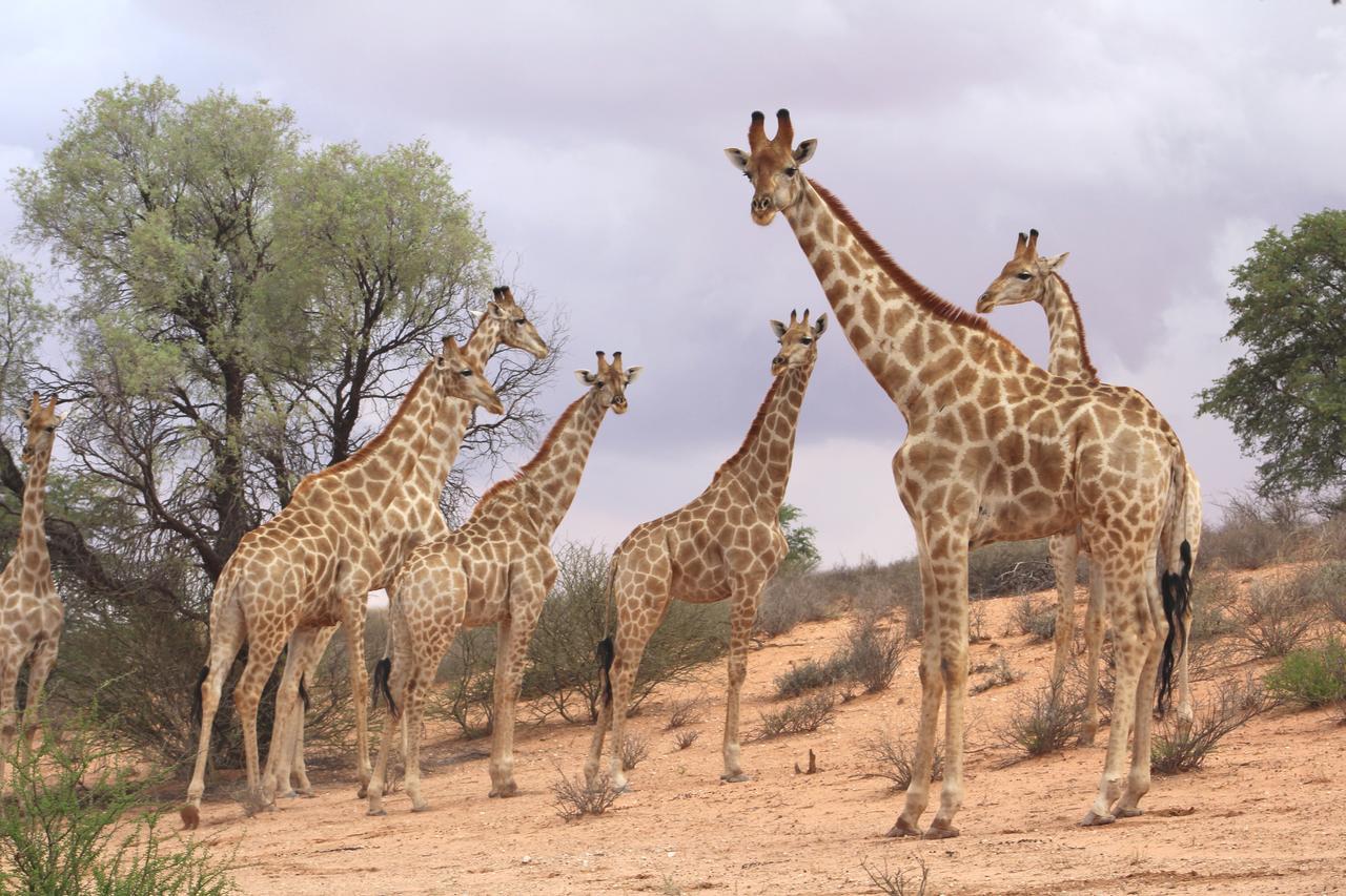 Kgalagadi Lodge Askham Kültér fotó