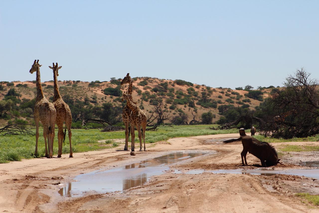 Kgalagadi Lodge Askham Kültér fotó