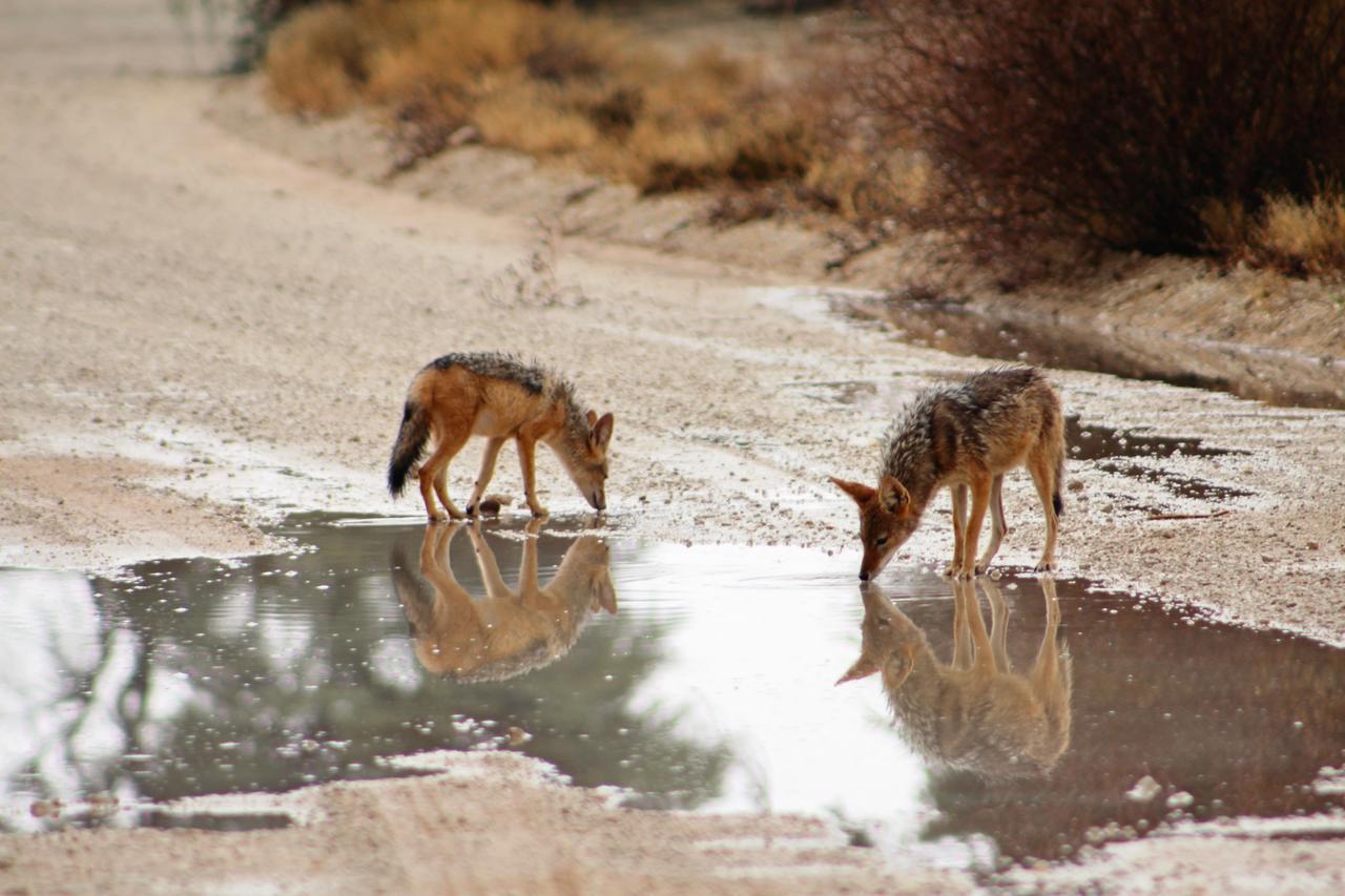 Kgalagadi Lodge Askham Kültér fotó